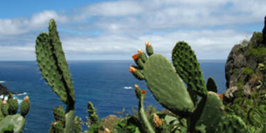 Madeira: Insel im Aufwind