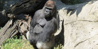 Gorilla im Zoo von Madrid