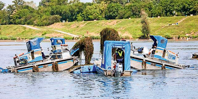 Donau: Neue Schlingpflanze killt den Badespaß