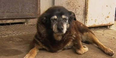 &Auml;ltester Hund der Welt ist tot