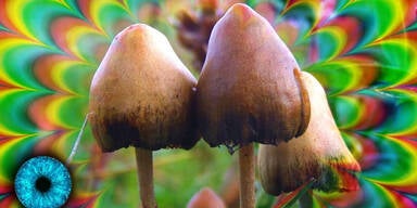 Narrische Schwammerl sollen Depressionen heilen