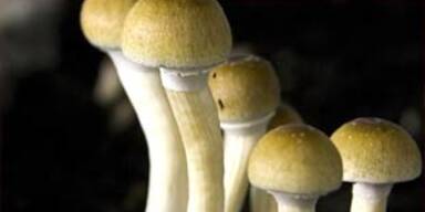 magic_mushrooms_afp