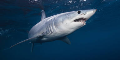 T&ouml;dlicher und schnellster Hai vor spanischer K&uuml;ste gesichtet