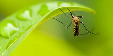 400.000 Malaria-Todesf&auml;lle j&auml;hrlich