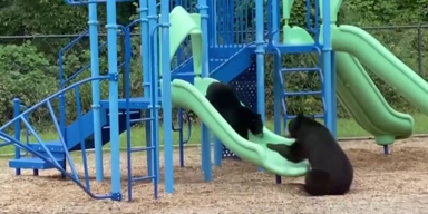 B&auml;ren auf einer Rutsche