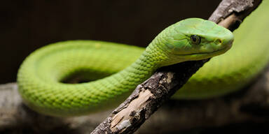 Grüne Mamba