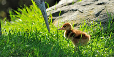 Mandschurenkranichen