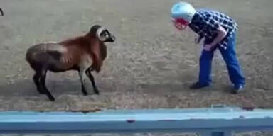 Irre: Mann legt sich mit Schafbock an