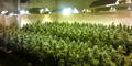 Polizei hebt Marihuana-Plantage aus