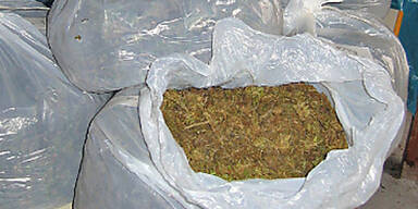 Hanfzüchter mit 78 Kilo Marihuana gefasst