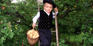 Gigantische Marillenernte in Österreich