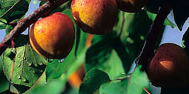 Gigantische Marillenernte in Österreich