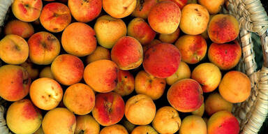 Gigantische Marillenernte in Österreich
