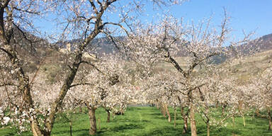 Marillenb&auml;ume in der Wachau vor der Hauptbl&uuml;te