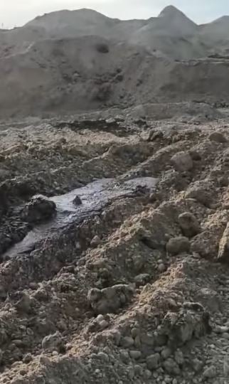 massengräber rinder