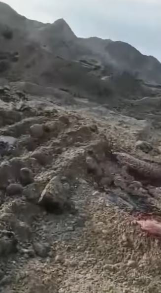 massengräber rinder