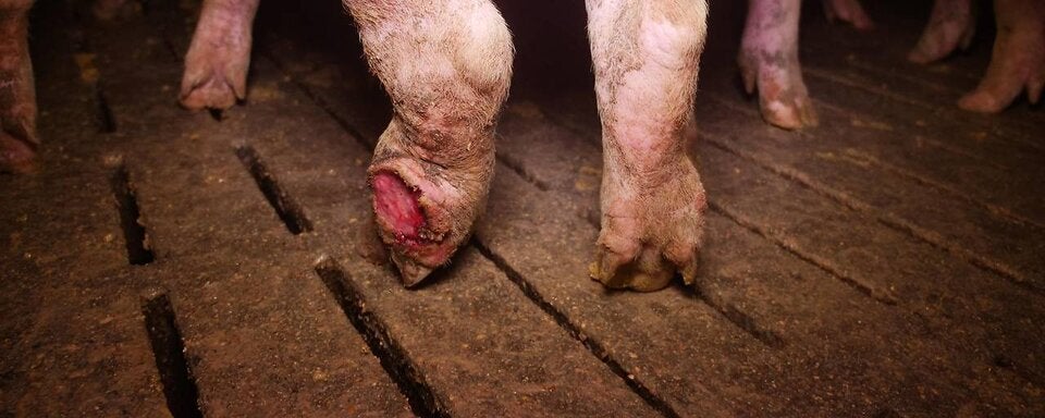 Verein gegen Tierfabriken deckte Skandal auf.