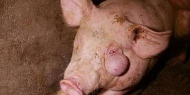 Kranke Schweine  im Mastbetrieb.