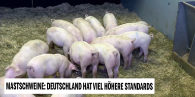 mastschweine 1.PNG
