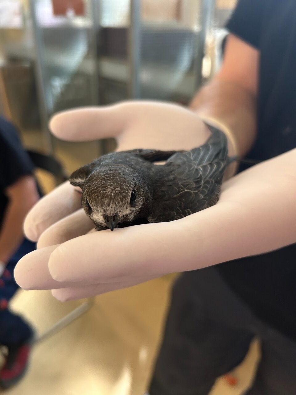 Hitze zwingt Jungvögel aus ihren Nestern.