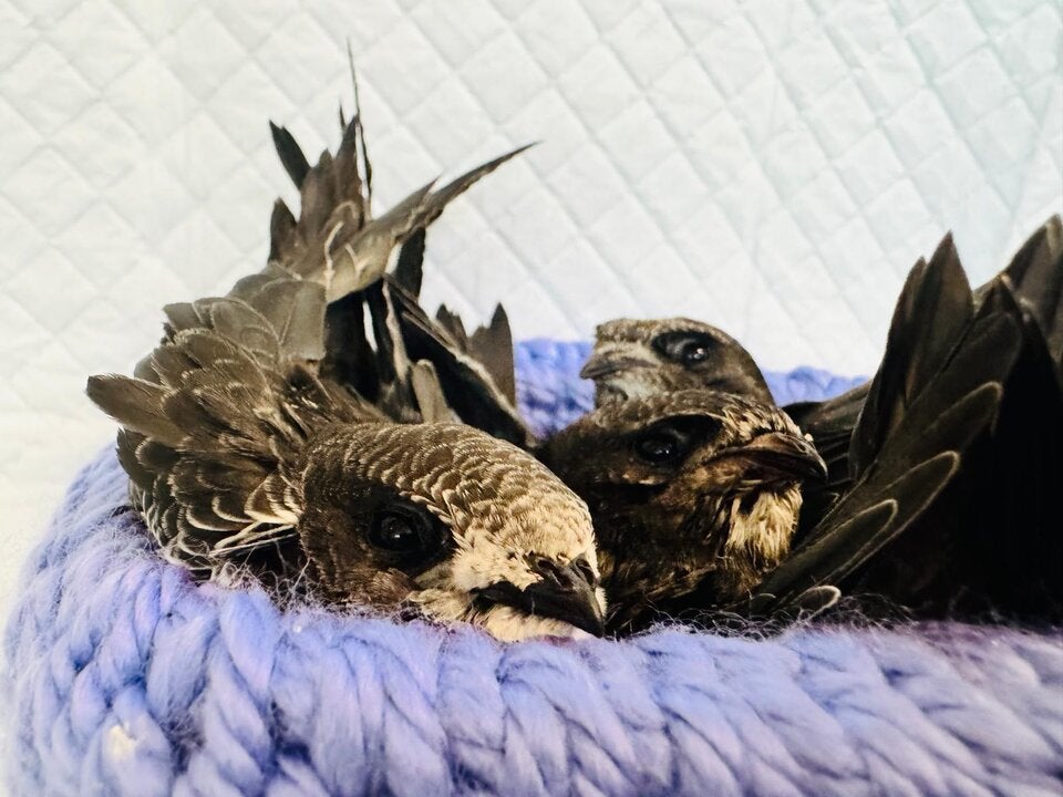 Tierschutz Austria pflegt Dutzende kleine Überlebende.