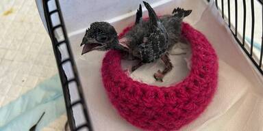 Hitzeschock für Mauersegler: Brutplätze werden zur Todesfalle