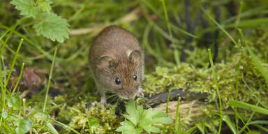 Immer mehr Hantavirus-Infektionen