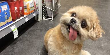 Diesen Hund lieben alle Stars!