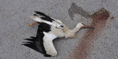Storch "Niki": Tod ist mysteri&ouml;s