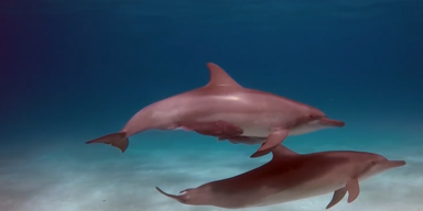 meeresschutzgebiet 1.PNG