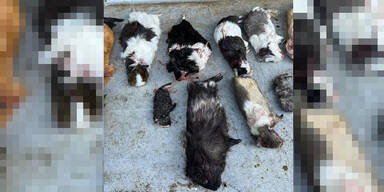 14 Meerschweinchen kaltblütig erschossen