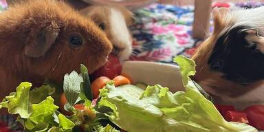 Meerschweinchen erobern das Internet.