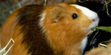 meerschweinchen