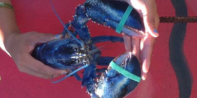 US-Fischer f&auml;ngt blauen Hummer