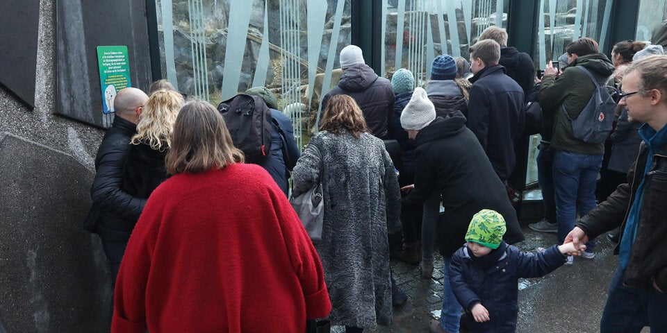 Eisbär Baby Zoo Schönbrunn
