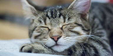 F&uuml;r die Katzenrettung droht einem Arzt &Auml;rger