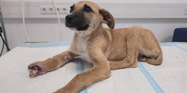 Hunde-Wunder vom Votivpark: Mila k&auml;mpft sich zur&uuml;ck ins Leben