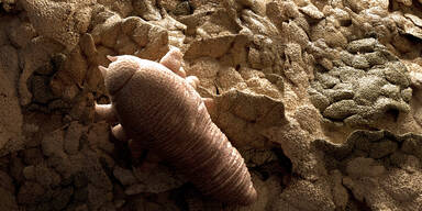 Bei 95% der Menschen leben ganz viele kleine Spinnen im Gesicht