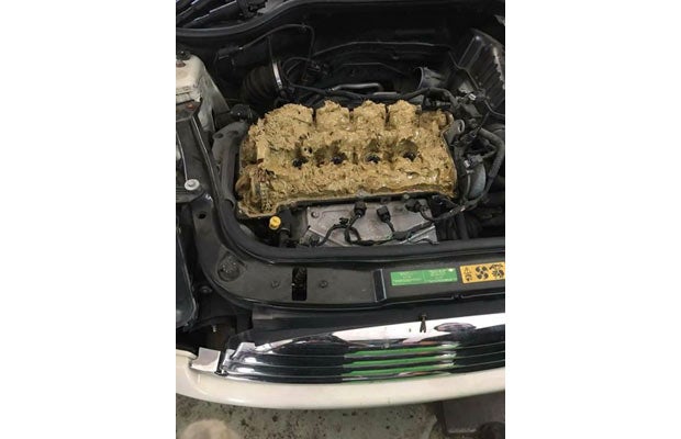 Totalschaden: Frau füllte Scheibenreiniger statt Öl nach