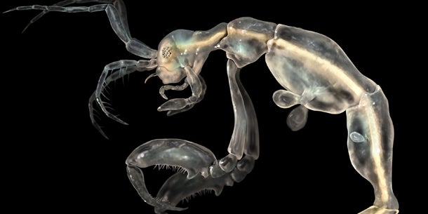 Die 10 skurrilsten neu entdeckten Tiere