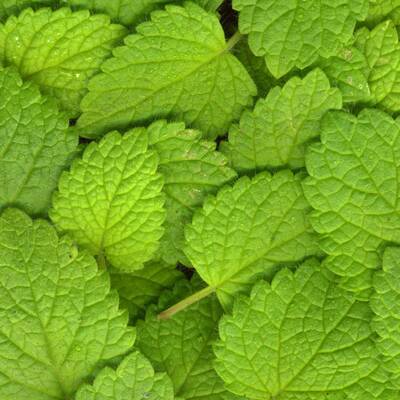 Beifuß regt die Durchblutung an