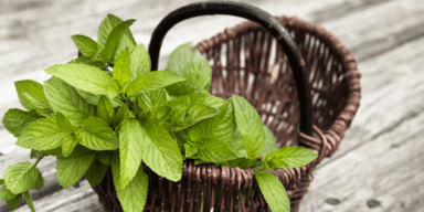 Minze-Pflege zum Selbermachen