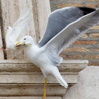 Kuriose Szenen beim Angelus-Gebet in Rom