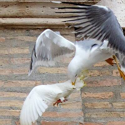 Kuriose Szenen beim Angelus-Gebet in Rom
