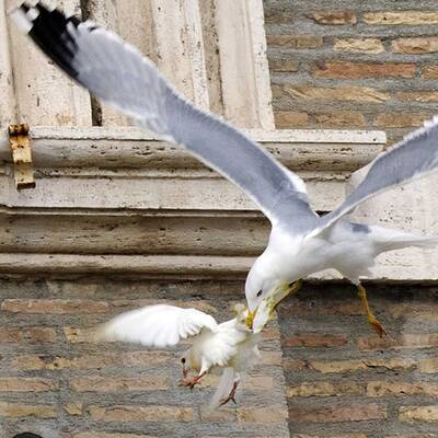 Kuriose Szenen beim Angelus-Gebet in Rom