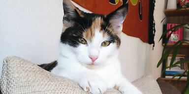 Katze fuhr 64 Kilometer alleine Zug