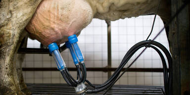 Raiffeisen verkauft NÖM-Verlusttochter