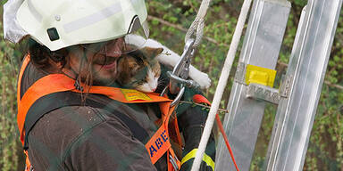 Wölfe jagen Katze auf Baum - gerettet