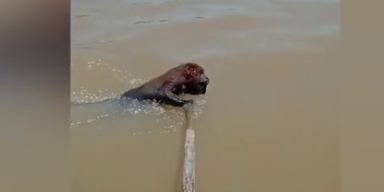 Fischer retten einen Affen vor dem Ertrinken