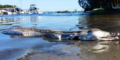 Die Welt r&auml;tselt &uuml;ber dieses Meeres-Monster